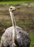 Ostrich