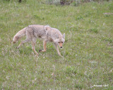 coyote-3.jpg