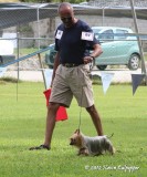 Australian Silky Terrier