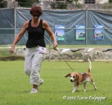 Beagle