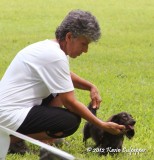 Miniature Longhaired Dachshund