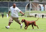 Rhodesian Ridgeback