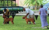 Dogue de Bordeaux