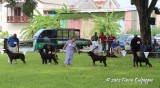 Rottweilers
