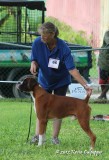 Boxer
