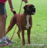 Boxer