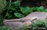 Monitor Lizard