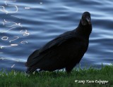 Black Vulture