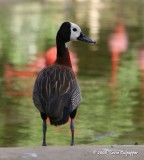 White-Faced Whistling Duck