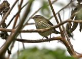 Northern Waterthrush