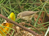 Northern Waterthrush