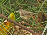 Northern Waterthrush