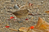 Blue-black Grassquit