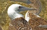 Peruvian Booby