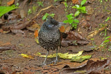 Banded Ground-Cuckoo