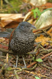 Banded Ground-Cuckoo