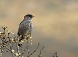 Red-crested Cotinga
