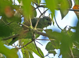 Scaly-naped Amazon