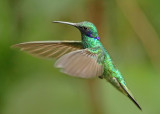 Sparkling Violetear