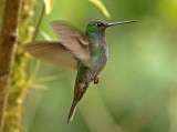 Green-backed Hillstar