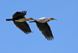 Andean Ibis