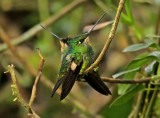 Buff-winged Starfrontlet