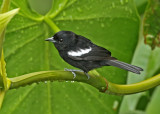 White-shouldered Tanager