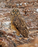 Short-eared Owl