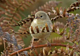 Green Warbler Finch