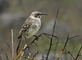 Hood Mockingbird