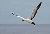 Nazca Booby 3b