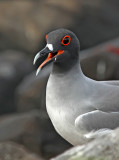 Swallow-tailed Gull