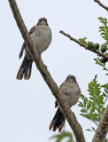 Chatham Mockingbird