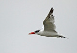 Caspian Tern