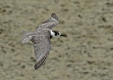 Black Tern