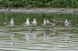 Laughing Gull