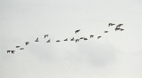 Lesser Scaup