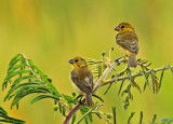 Variable Seedeater