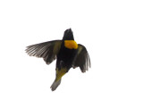 Golden-chested Tanager