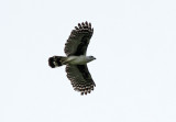 Gray-headed Kite