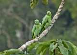 Mealy Amazon