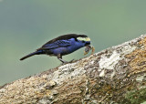 Opel-crowned Tanager