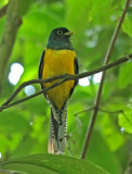 Black-throated Trogon