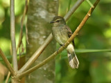 Fuscous Flycatcher