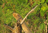 White-banded Swallow