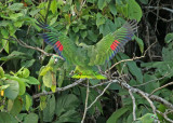 Yellow-crowned Parrot