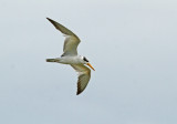 Large-billed Tern