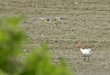 Large-billed- and Caspian Terns