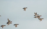 Lesser Scaup