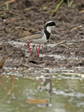 Pied Plover